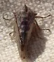 Platycotis cf-acutangula - photo 5