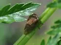 Platycotis maritima - photo 2