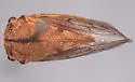 Platycotis maritima - photo 4