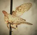 Platycotis minax