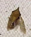Platycotis minax - photo 2