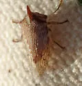 Platycotis minax - photo 3