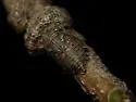 Platycotis minax - photo 4