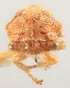 Platycotis minax - photo 5