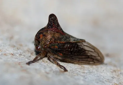 Platycotis tuberculata