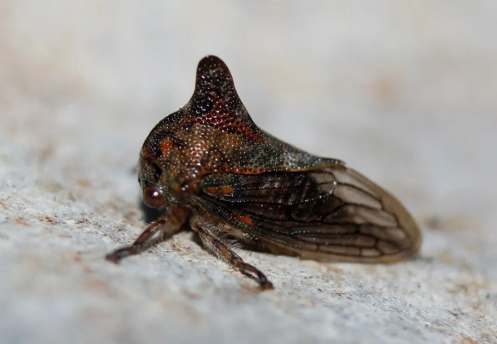Platycotis tuberculata - photo 2