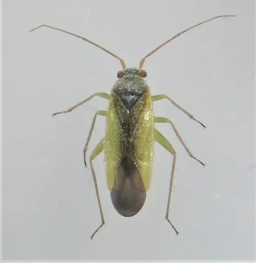 Platycranus bicolor - Platycranus bicolor
