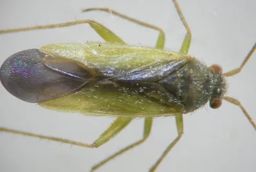 Platycranus bicolor - photo 2