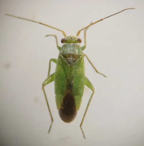Platycranus bicolor - photo 5