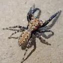 Platycryptus arizonensis