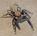 Platycryptus arizonensis - photo 2