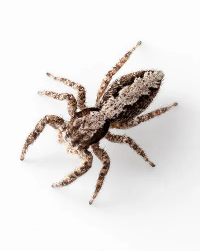 California Flattened Jumping Spider - photo 3