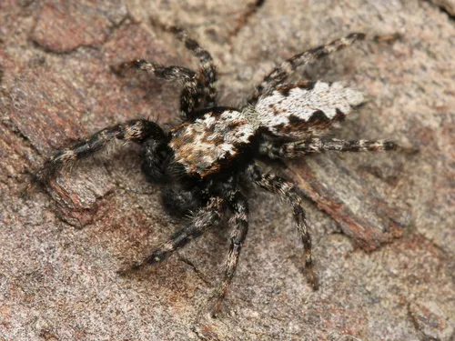 California Flattened Jumping Spider - photo 4