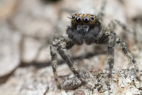 California Flattened Jumping Spider - photo 5