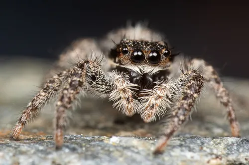 California Flattened Jumping Spider - photo 6