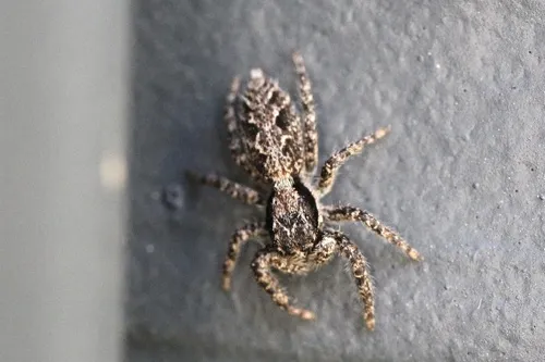 California Flattened Jumping Spider - photo 7
