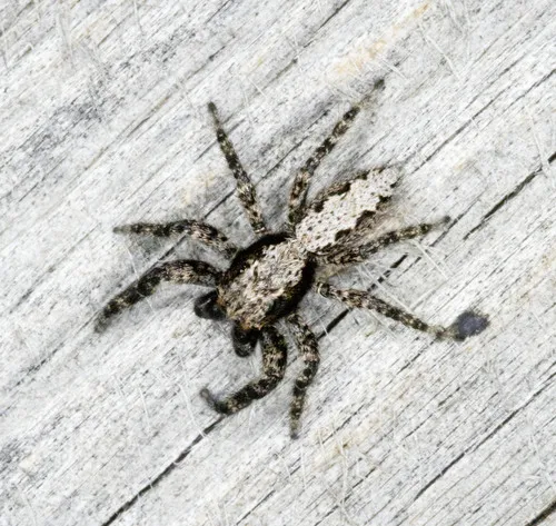 California Flattened Jumping Spider - photo 8