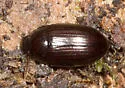 Platydema americana - photo 2