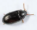 Platydema americana - photo 5