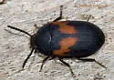 Platydema elliptica