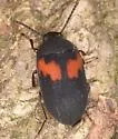 Platydema elliptica - photo 3