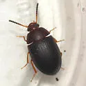 Platydema erythrocera