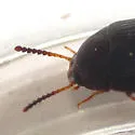 Platydema erythrocera - photo 2