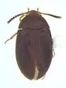 Platydema erythrocera - photo 3