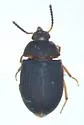 Platydema erythrocera - photo 4