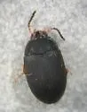Platydema erythrocera - photo 5