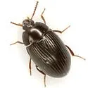 Platydema excavata