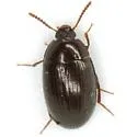 Platydema excavata - photo 2