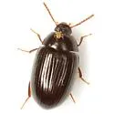 Platydema excavata - photo 3