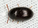 Platydema excavata - photo 4