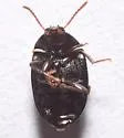Platydema excavata - photo 5