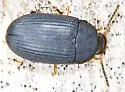 Platydema flavipes
