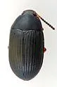 Platydema flavipes - photo 2