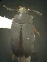 Platydema flavipes - photo 3