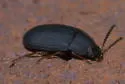 Platydema flavipes - photo 4