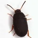 Platydema flavipes - photo 5