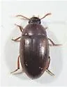 Platydema inquilina