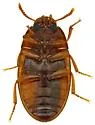 Platydema inquilina - photo 2