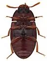 Platydema inquilina - photo 4