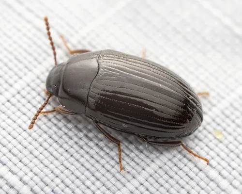 Platydema laevipes - Platydema laevipes