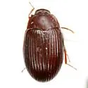 Platydema mexicana