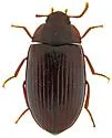 Platydema mexicana - photo 2