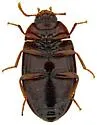 Platydema mexicana - photo 3