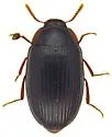 Platydema mexicana - photo 4