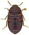 Platydema mexicana - photo 5