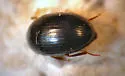 Platydema micans - Platydema micans